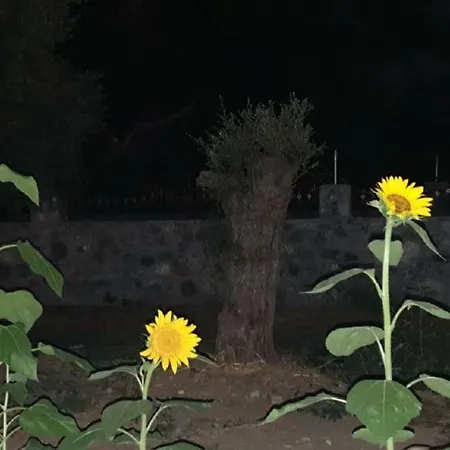 Βίλα Suluca Homes *