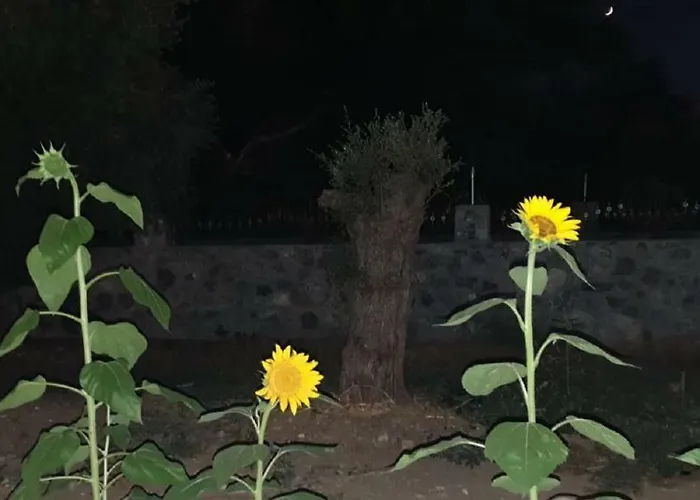 ヴィラ Suluca Homes *